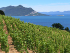 Charming apartment with Sea View - Peljesac Peninsula is full of wonderfil vineyards